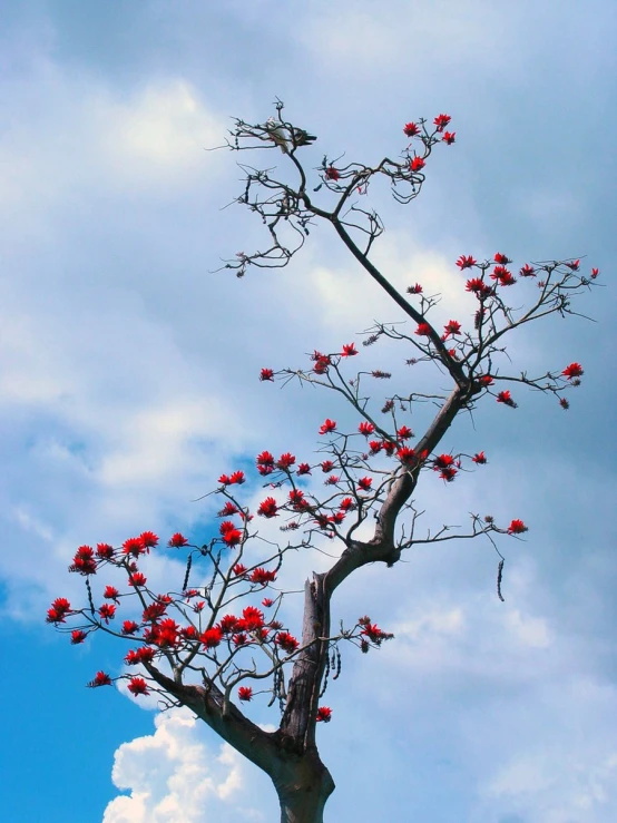 a tree with red flowers on it against the blue sky