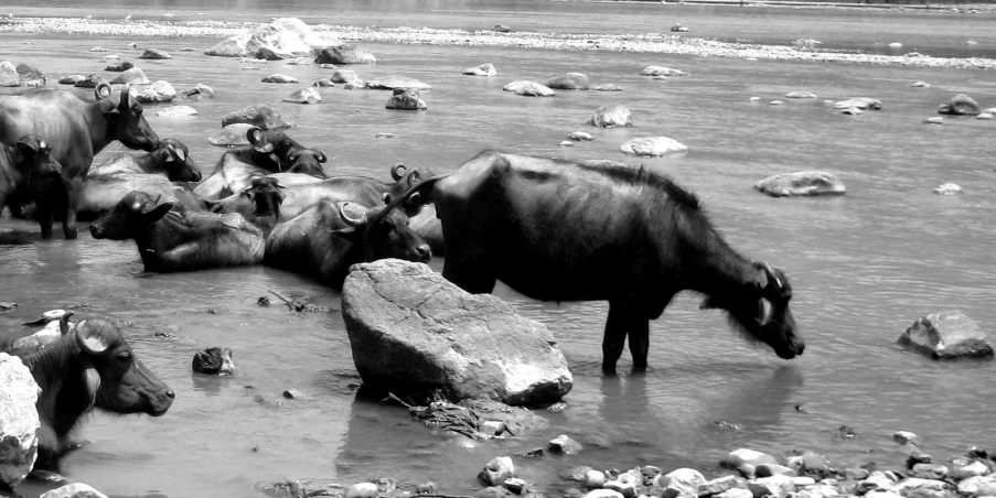 a black and white po of a bull in the water