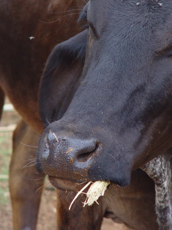 a cow with earphones eating a hay