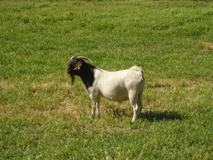 there is a small goat that is standing in the grass