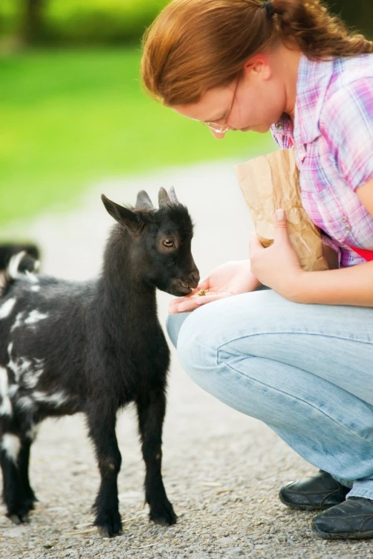 a woman is feeding a baby goat soing