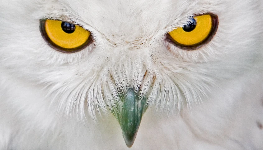 the owl is staring into the camera with a big yellow eye