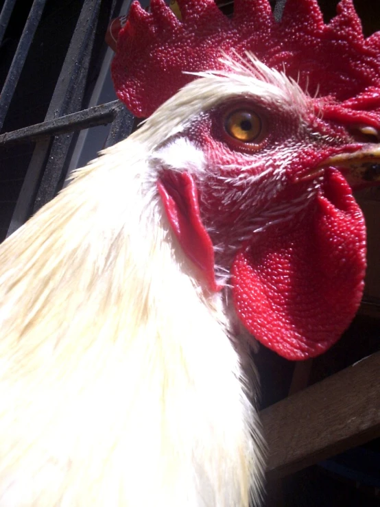 the rooster has a yellow eye and white hair