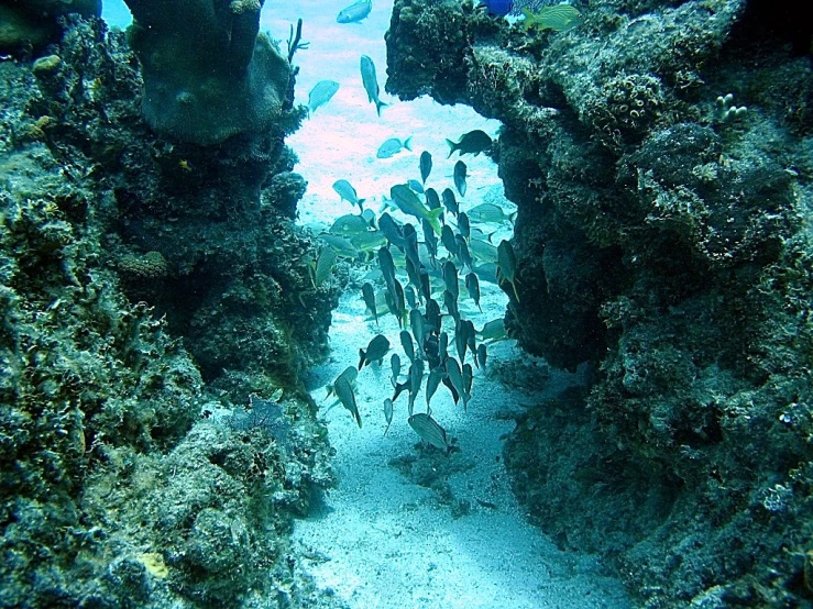 scuba divers look through an underwater door on the ocean floor