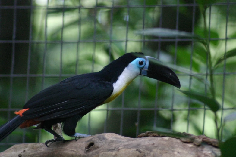 black and yellow toucan sitting on a nch