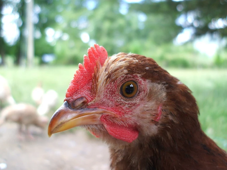 a brown chicken is staring ahead as others look on