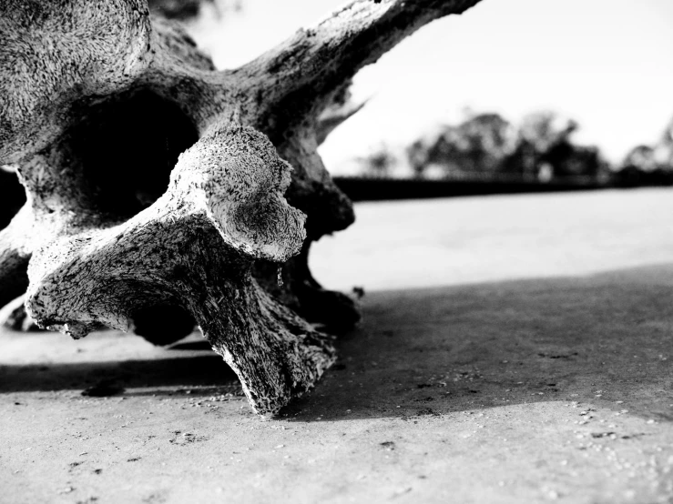 the head of a dead tree that has been partially taken out