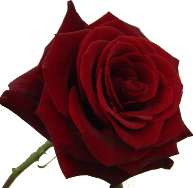 an image of a red rose that is blooming