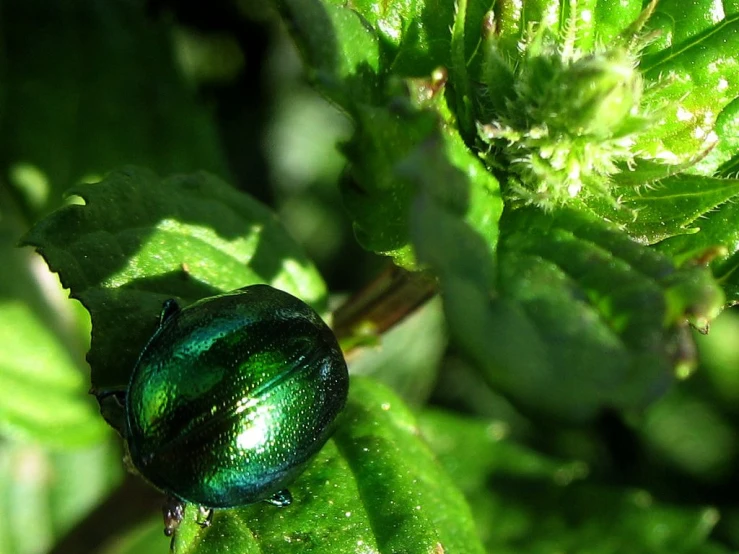 a green beetle that is sitting on a leaf