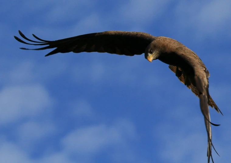 a bird flying across the air with its wings spread out