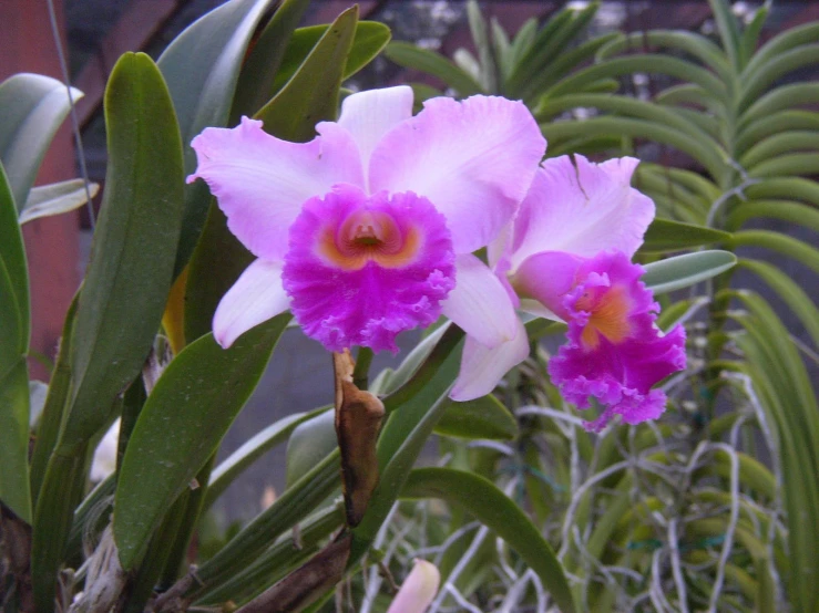 a purple flower that is next to green leaves