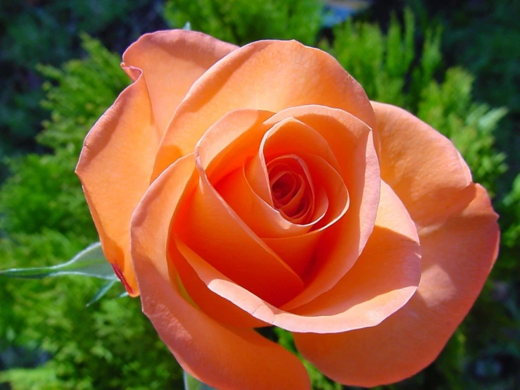 the large orange rose has long stem petals