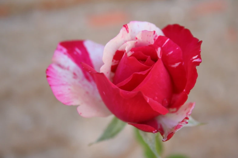 a red rose is in bloom next to an orange background