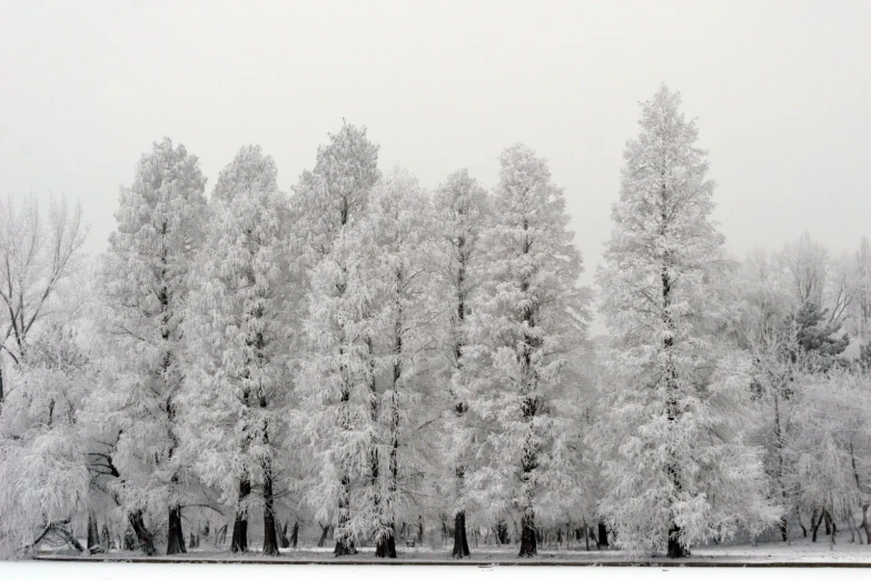 trees on a field near a snow covered lake