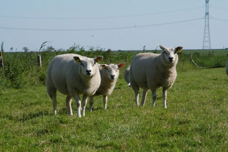sheep are standing in the grass by a fence