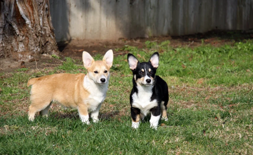 two small dogs standing in the grass on a sunny day