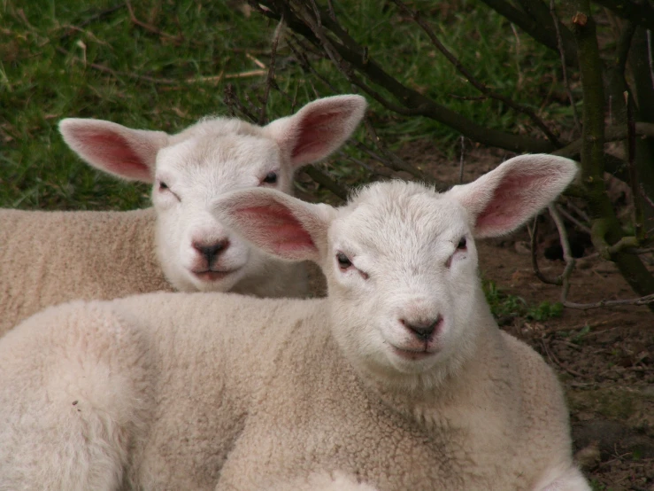 two white sheep laying next to each other