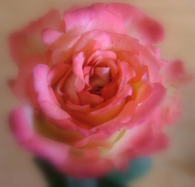 a bright pink rose in a clear, blue vase