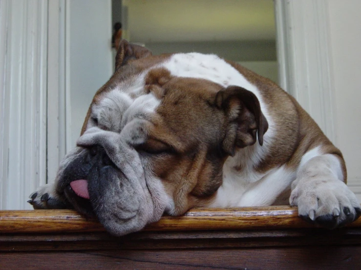 a bulldog sleeping on a wooden step near a door