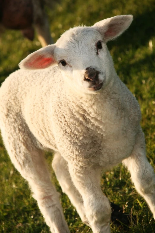 a sheep is walking in a field and grass