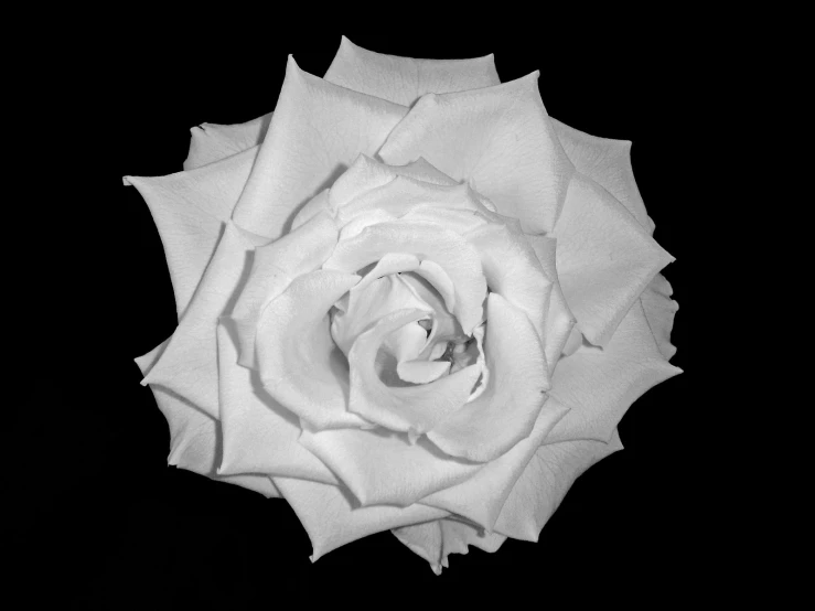 an image of a white rose on black