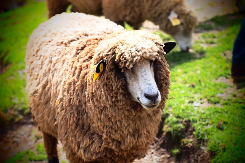 two sheep with yellow eyes standing next to each other