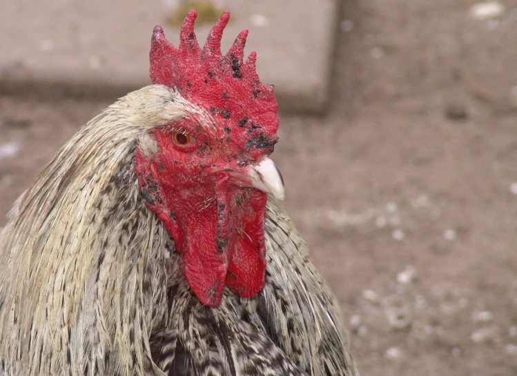 the rooster is posing for a picture on the field