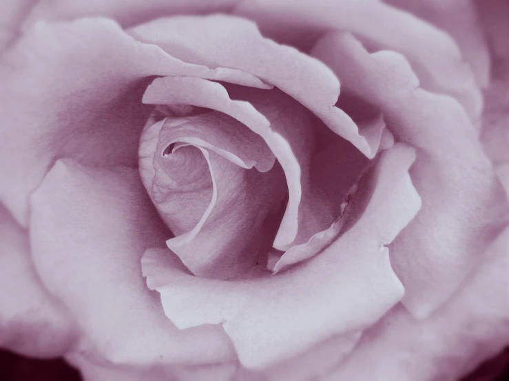 a purple rose with it's petals open and showing the center