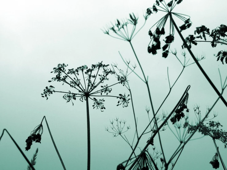 silhouettes of weeds against an overcast sky