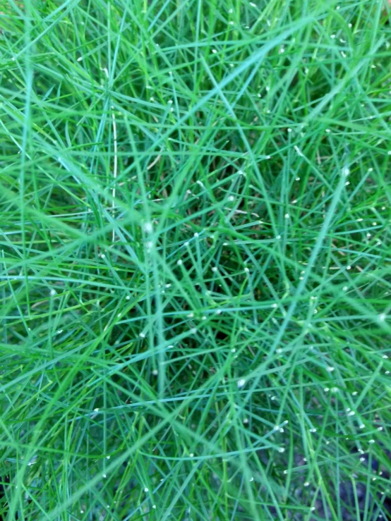 some green grass with tiny droplets of dew