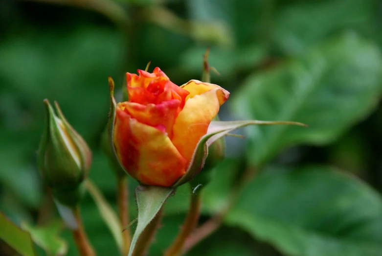 a yellow and red flower is blooming from a nch