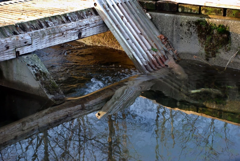 a fallen wooden bridge over a small pond