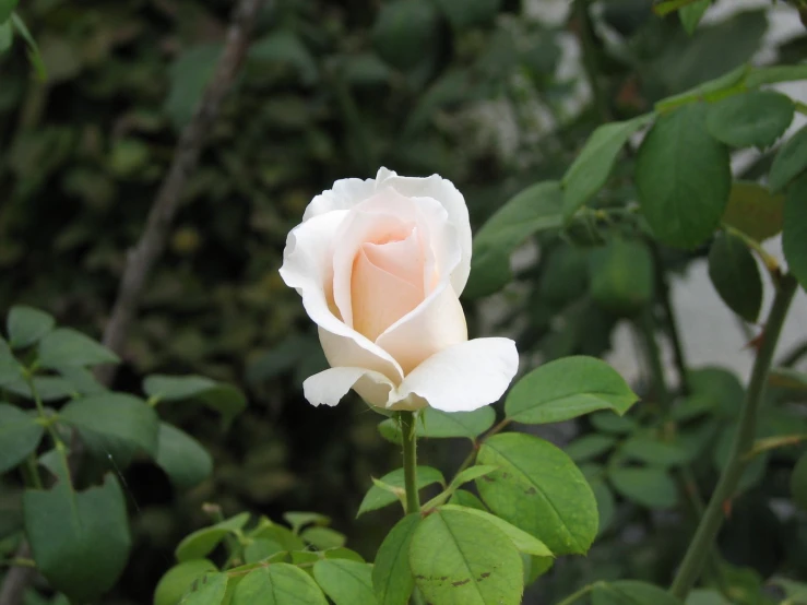 a close up po of a white rose