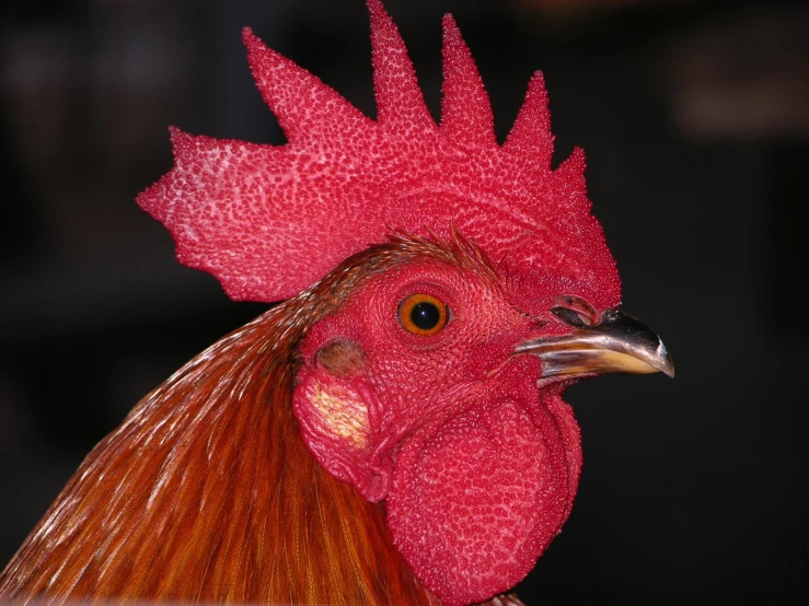 an orange chicken with some red combs on it's head