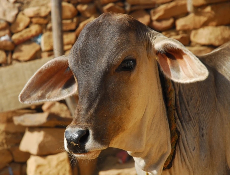a closeup view of a cow standing in front of stone wall