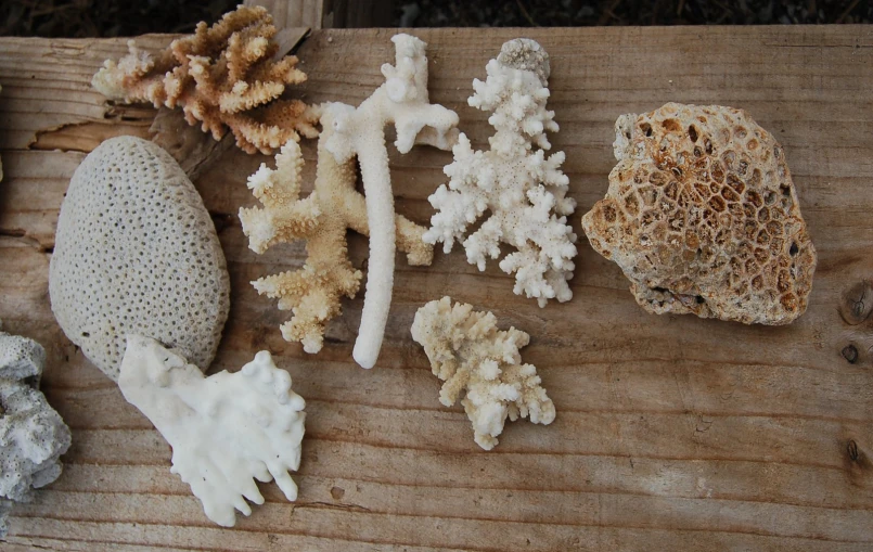 a collection of different corals on a piece of wood
