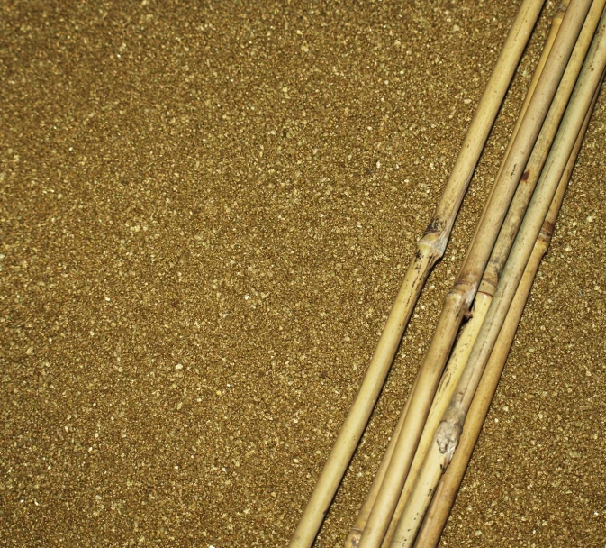 a piece of bamboo sticks laying across sand