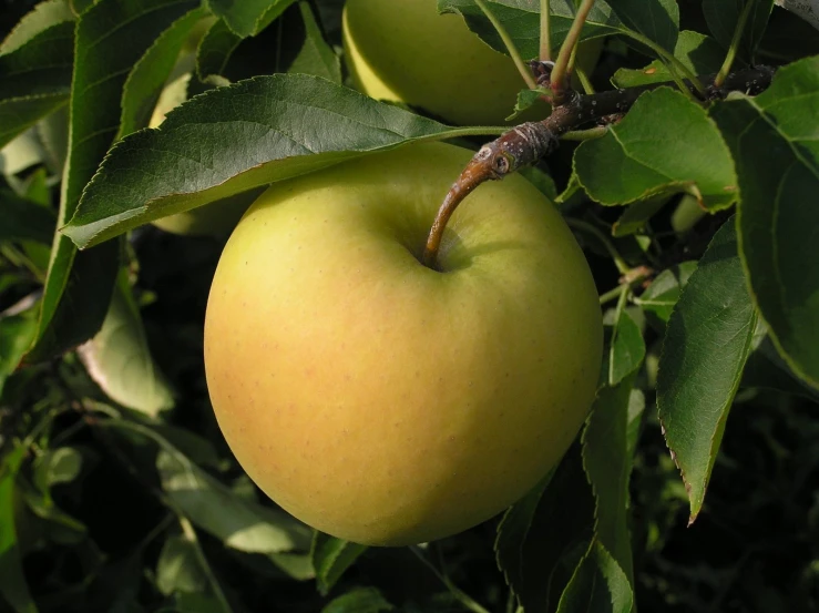 an apple grows on a tree nch near some leaves