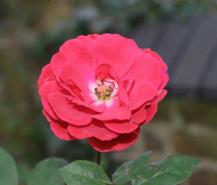 the bud of a flower in bloom near a house