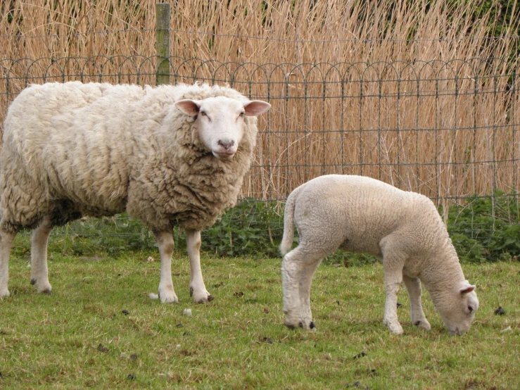 the baby lamb is watching its mother stand in their pen
