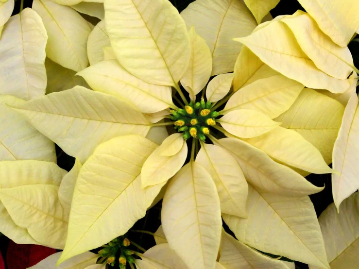 a group of bright, yellow christmas ornaments arranged together