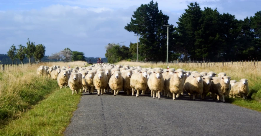 a large group of sheep are gathered together along a road