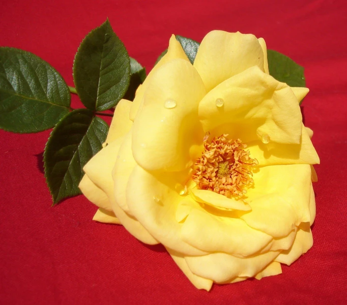 a yellow rose with some green leaves on a red tablecloth