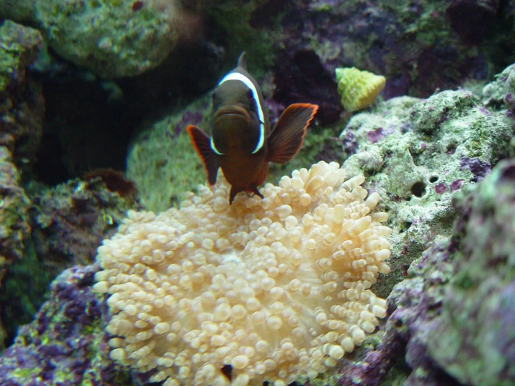 a fish in an aquarium looking at its surroundings