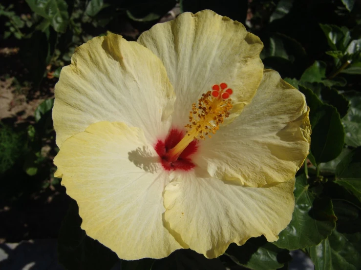 a yellow flower sitting in the middle of a lush green leaf covered forest