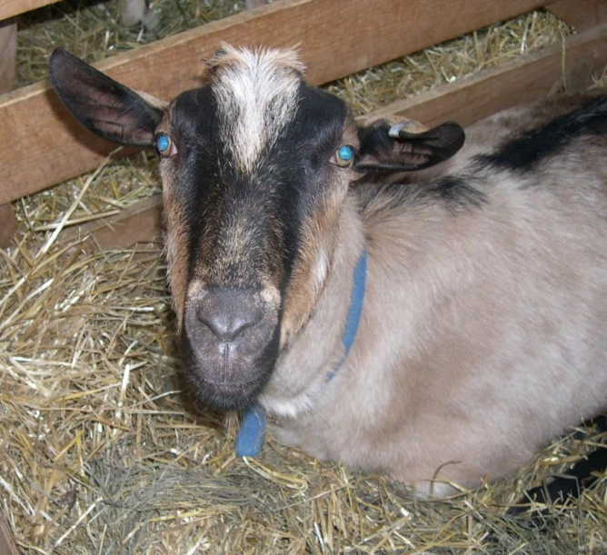 the baby goat is laying on the hay