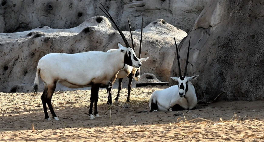three antelopes standing near a large rock wall