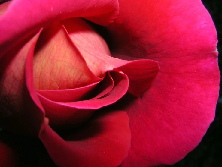 a close up view of a bright pink rose