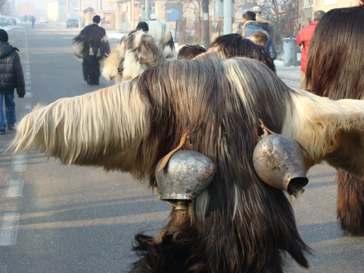 a close up of a dog with long hair