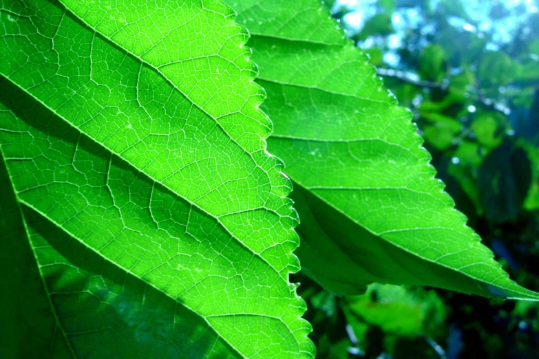 a green leaf is on the tree